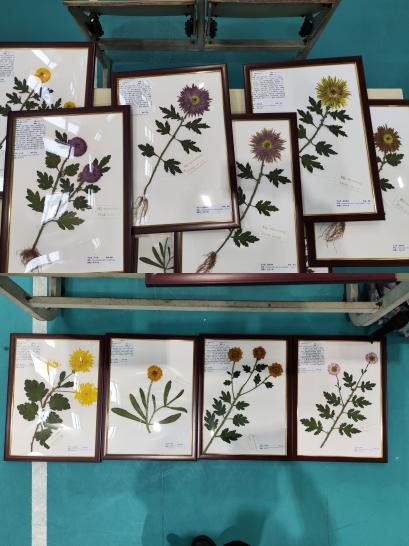 A337DDD3529D2EB3E17CB8F6AF8_32CB2F90_4C13A